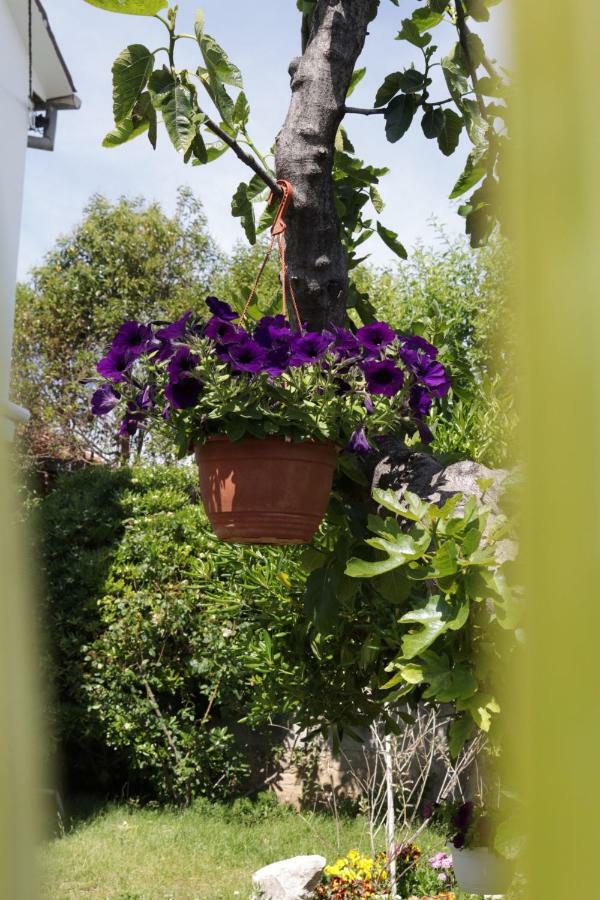 Green Hostel Zadar Exterior photo